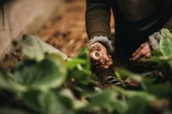 Fiskars Xact Håndrive 8 Fiskars Xact Håndrive -Køkkengrej Discountbutik 3990 49e31808 9149 4346 8ffb 97b8af1618a2