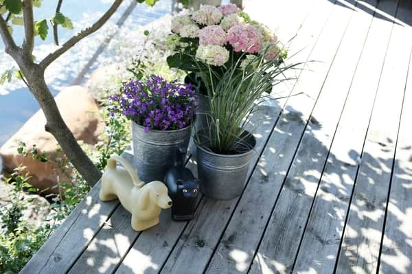 Vandkande - Gravhund 4 Vandkande - Gravhund - Billede 2