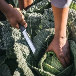 Fiskars X-serie Høstkniv K82 10 Fiskars X-serie Høstkniv K82 -Køkkengrej Discountbutik 3990 d5c2e6ba 78f1 4f59 9a16 79f49f2254cf