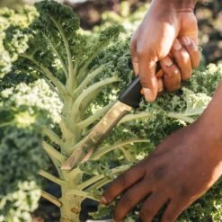 Fiskars X-serie Høstkniv K82 13 Fiskars X-serie Høstkniv K82 -Køkkengrej Discountbutik 3990 e0703754 9621 47a0 b33b e39d0ec9b1d2